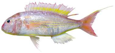 Nemipterus japonicus