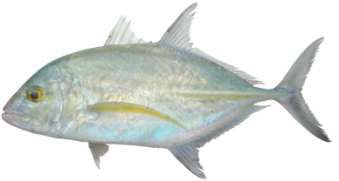 Caranx melampygus