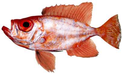 Priacanthus sagittarius