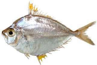 Photopectoralis bindus