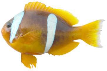 Amphiprion bicinctus