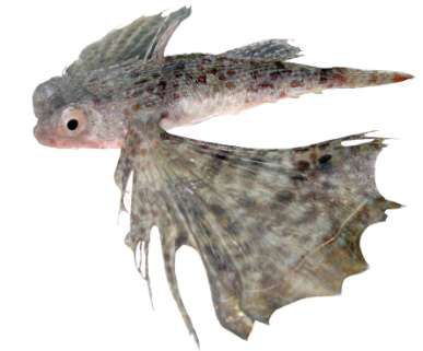 Dactyloptena orientalis