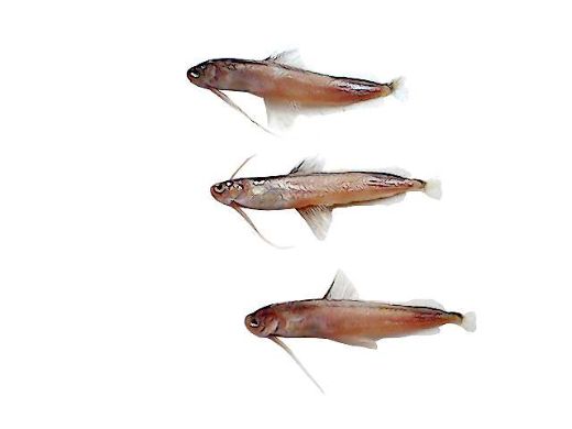 Bregmaceros nectabanus