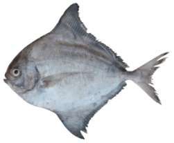Parastromateus niger