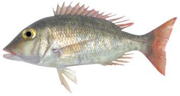 Lethrinus borbonicus