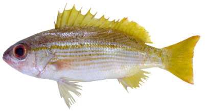 Lutjanus lutjanus