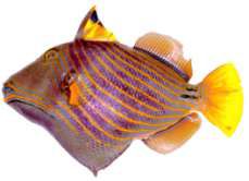 Balistapus undulatus