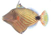 Balistapus undulatus