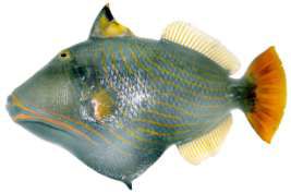 Balistapus undulatus