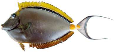 Naso elegans