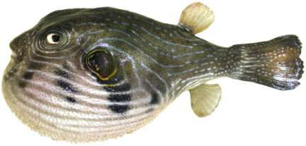 Arothron hispidus
