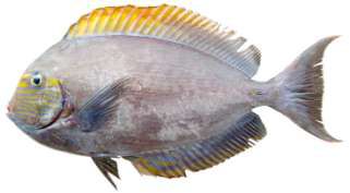 Acanthurus mata
