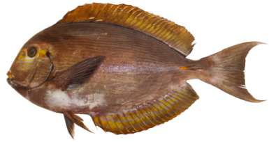 Acanthurus mata