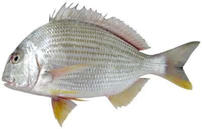 Rhabdosargus sarba