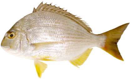 Rhabdosargus sarba