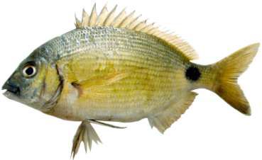 Diplodus noct