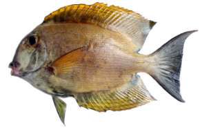 Ctenochaetus striatus