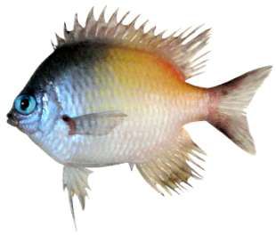 Amblyglyphidodon flavilatus