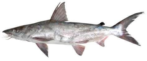 Netuma thalassina