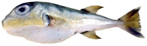 Lagocephalus spadiceus