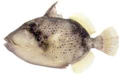 Balistoides viridescens