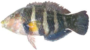 Hemigymnus fasciatus