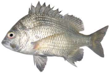Acanthopagrus berda