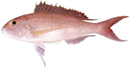 Pristipomoides multidens