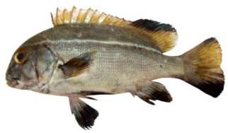 Plectorhinchus obscurus