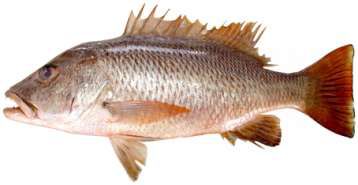 Lutjanus argentimaculatus