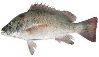 Lutjanus argentimaculatus