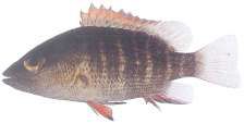 Lutjanus argentimaculatus
