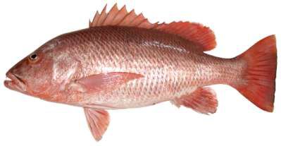 Lutjanus argentimaculatus
