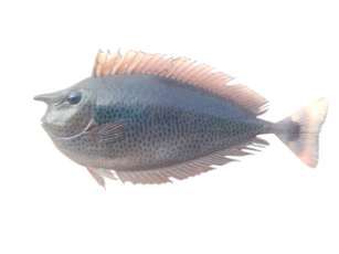 Naso brevirostris