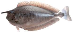 Naso brevirostris