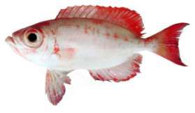 Priacanthus hamrur