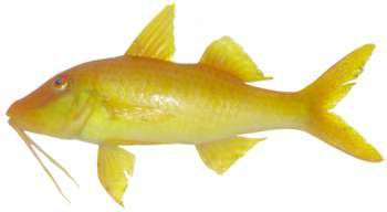 Parupeneus cyclostomus