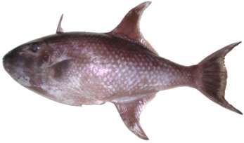 Canthidermis macrolepis