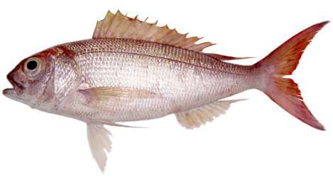 Pristipomoides filamentosus