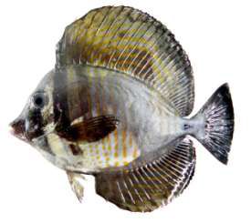 Zebrasoma desjardinii