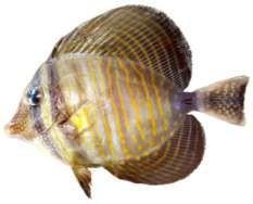 Zebrasoma desjardinii