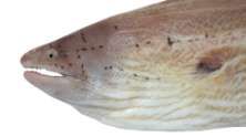 Gymnothorax griseus