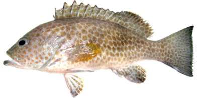 Epinephelus areolatus