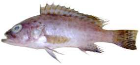 Epinephelus areolatus