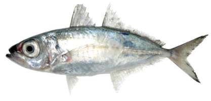 Trachurus indicus