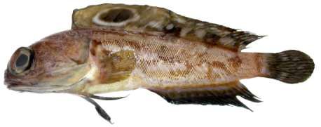 Opistognathus muscatensis