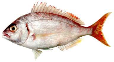 Pagellus affinis
