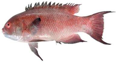 Bodianus maerognathos