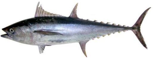 Thunnus tonggol