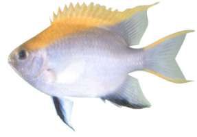 Neoglyphidodon melas